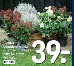 REMA 1000 Planter til udendørs krukker Julerose, Vindheks eller Skimmia, DKK 39 tilbud