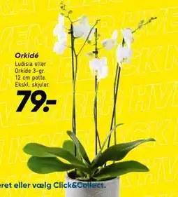 Bilka Orkidé, DKK 79 tilbud