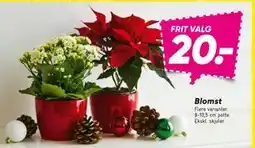 Bilka Blomst, DKK 20 tilbud