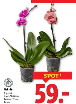 Lidl Orkidé, DKK 59 tilbud