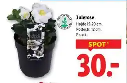 Lidl Julerose, DKK 30 tilbud
