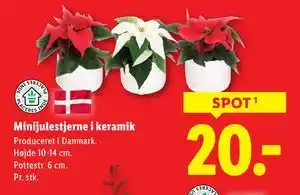 Lidl Minijulestjerne i keramik, DKK 20 tilbud
