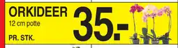 ABC Lavpris Orkideer potte tilbud