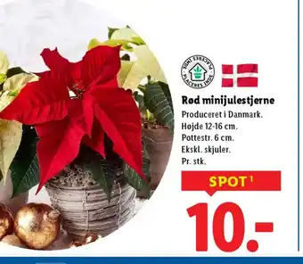 Lidl Rød minijulestjerne tilbud