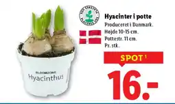 Lidl Hyacinter i potte tilbud