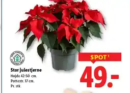Lidl Stor julestjerne tilbud