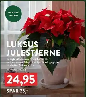 LUKSUS JULESTJERNE, DKK 24.95
