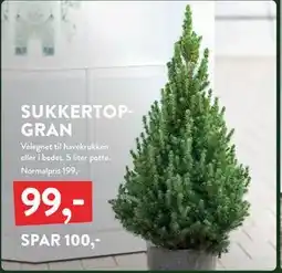 Plantorama SUKKERTOPGRAN, DKK 99 tilbud