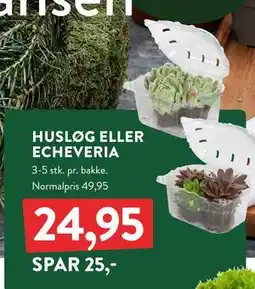 Plantorama HUSLØG ELLER ECHEVERIA, DKK 24.95 tilbud