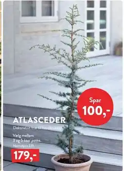Plantorama ATLASCEDER, DKK 179 tilbud