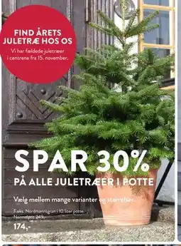 Plantorama SPAR 30% PÅ ALLE JULETRÆER I POTTE, DKK 174 tilbud