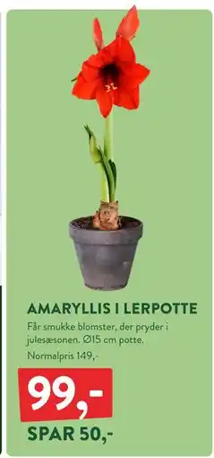 Plantorama AMARYLLIS I LERPOTTE, DKK 99 tilbud