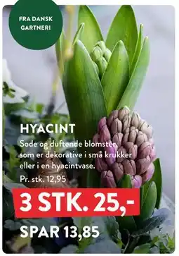 Plantorama HYACINT, DKK 25 tilbud
