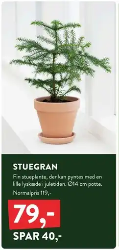 Plantorama STUEGRAN, DKK 79 tilbud