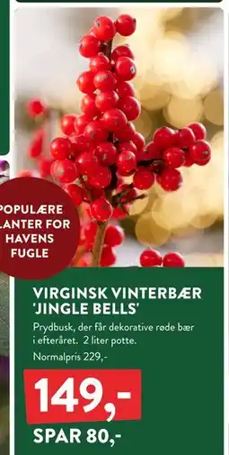 Plantorama VIRGINSK VINTERBÆR 'JINGLE BELLS', DKK 149 tilbud