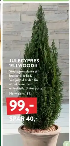 Plantorama JULECYPRES 'ELLWOODII', DKK 99 tilbud