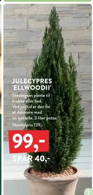 Plantorama JULECYPRES 'ELLWOODII', DKK 99 tilbud