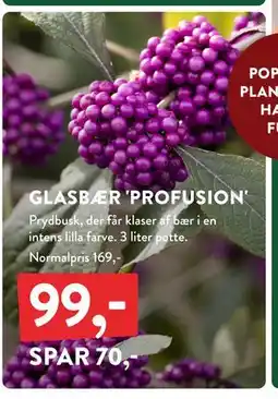 Plantorama GLASBÆR 'PROFUSION', DKK 99 tilbud