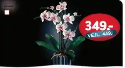 MID Hobby Orkidé, DKK 349 tilbud