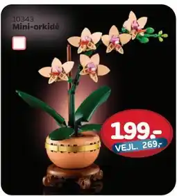 MID Hobby Mini-orkidé, DKK 199 tilbud