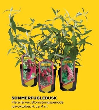 jem & fix Sommerfuglebusk tilbud