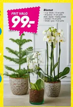 Bilka Blomst, DKK 99 tilbud