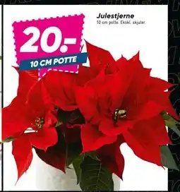 Bilka Julestjerne, DKK 20 tilbud
