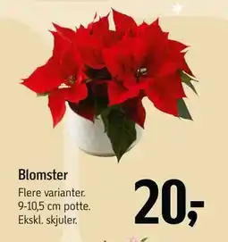 Føtex Blomster, DKK 20 tilbud