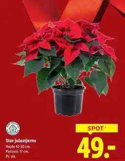Lidl Stor julestjerne, DKK 49 tilbud
