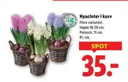 Lidl Hyacinter i kurv, DKK 35 tilbud
