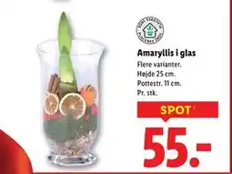 Lidl Amaryllis i glas, DKK 55 tilbud