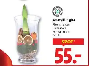 Lidl Amaryllis i glas, DKK 55 tilbud