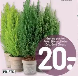 REMA 1000 Grønne planter F.eks. Ellwoodii eller Cyp. Gold Chrest, DKK 20 tilbud