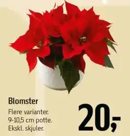 Føtex Blomster tilbud