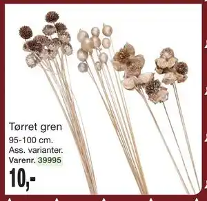 Harald Nyborg Tørret gren, DKK 10 tilbud