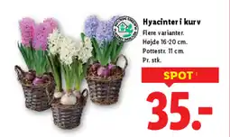 Lidl Hyacinteri kurv tilbud