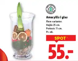 Lidl Amaryllis i glas tilbud