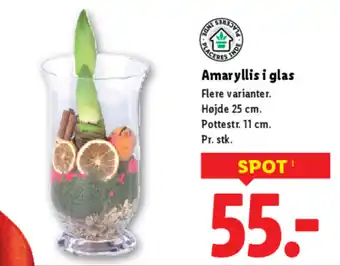 Lidl Amaryllis i glas tilbud
