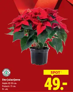 Lidl Storjulestjerne tilbud