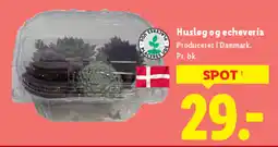 Lidl Husløg og echeveria Produceret tilbud