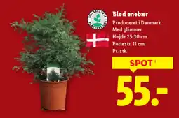 Lidl Blød enebær tilbud