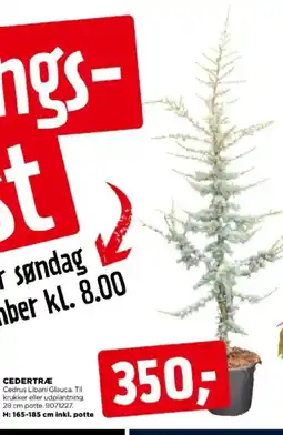 jem & fix CEDERTRÆ tilbud