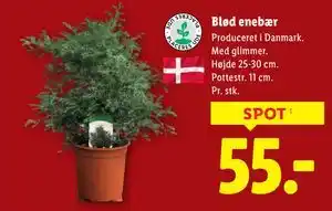 Lidl Blød enebær, DKK 55 tilbud