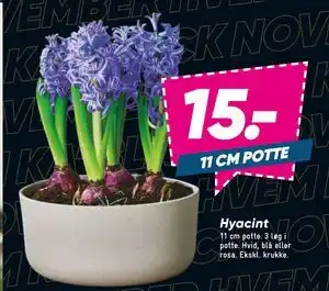 Bilka Hyacint, DKK 15 tilbud