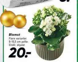 Bilka Blomst, DKK 20 tilbud
