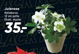 Bilka Julerose, DKK 35 tilbud