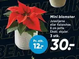 Bilka Mini blomster, DKK 30 tilbud
