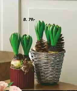 Bilka Hyacinter i kurv eller skjuler, DKK 79 tilbud