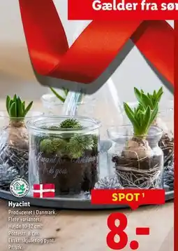 Lidl Hyacint, DKK 8 tilbud