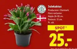 Lidl Julekaktus, DKK 25 tilbud